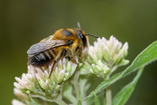 Megachile willughbiella