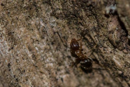 Lasius emarginatus