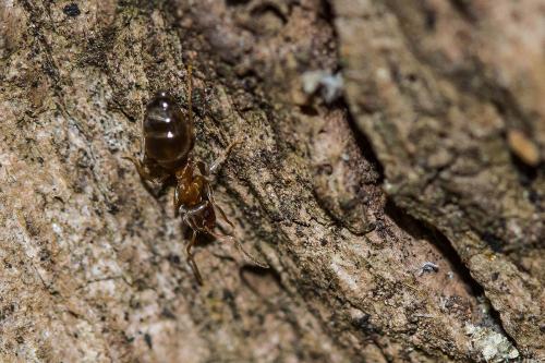 Lasius emarginatus