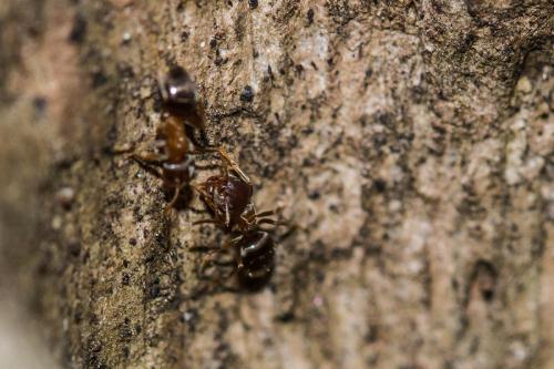 Lasius emarginatus
