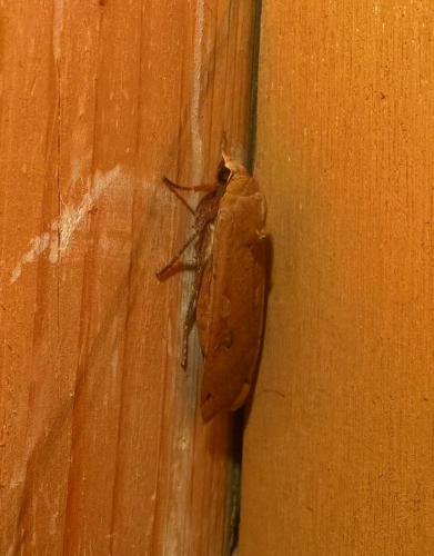 Noctua pronuba