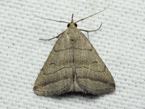 Herminia tenuialis