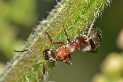 Réf. 187 054 : Formica rufibarbis