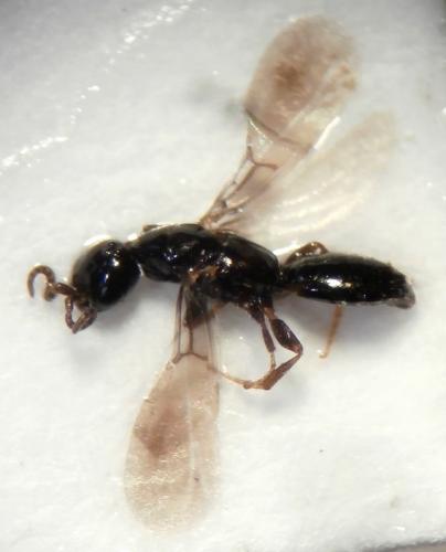 Sclerodermus domesticus