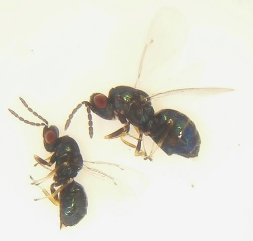 Réf. 187 419 : Tetrastichus hylotomarum