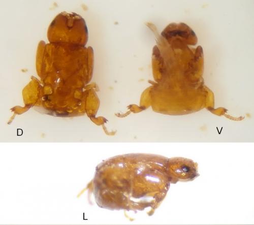 Blastophaga psenes