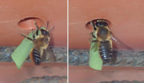 Megachile willughbiella