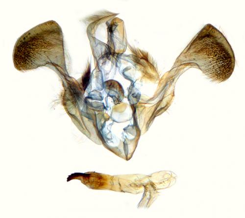 Mesapamea secalella