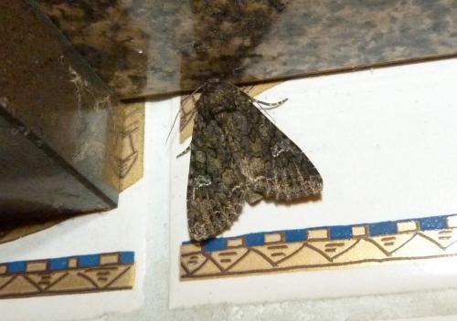 Mamestra brassicae