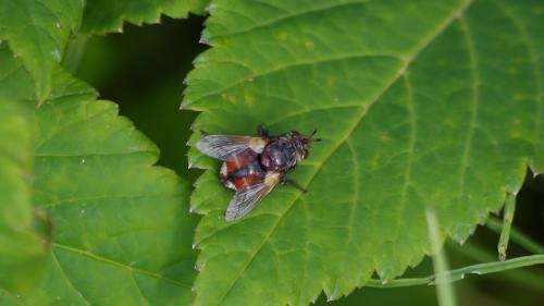 Tachina fera