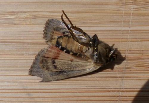 Réf. 187 865 : Amphipyra pyramidea