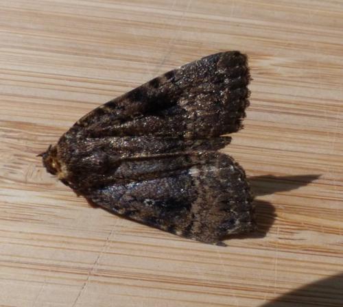 Amphipyra pyramidea