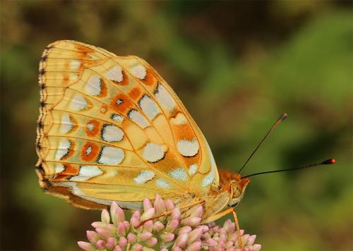Argynnis adippe