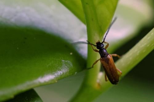 Réf. 187 751 : Alosterna tabacicolor