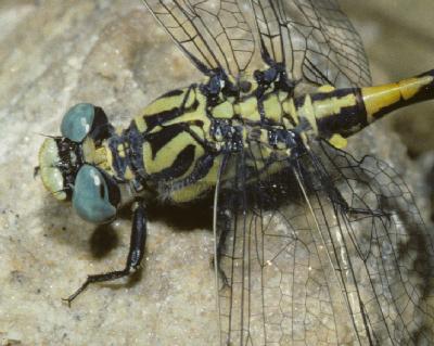 Onychogomphus uncatus