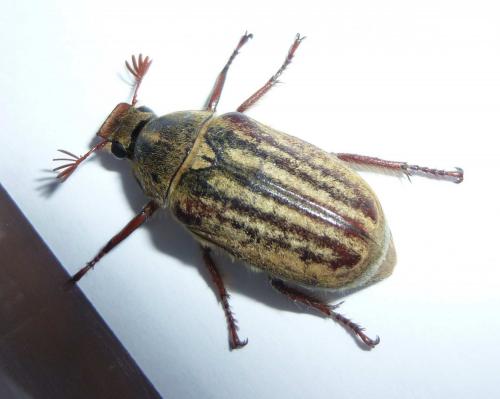Anoxia australis