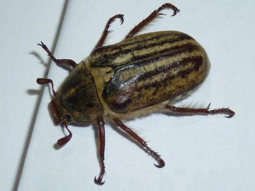 Réf. 187 848 : Anoxia australis