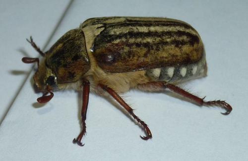 Réf. 187 849 : Anoxia australis
