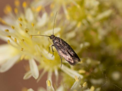Réf. 187 646 : Scythris sp.