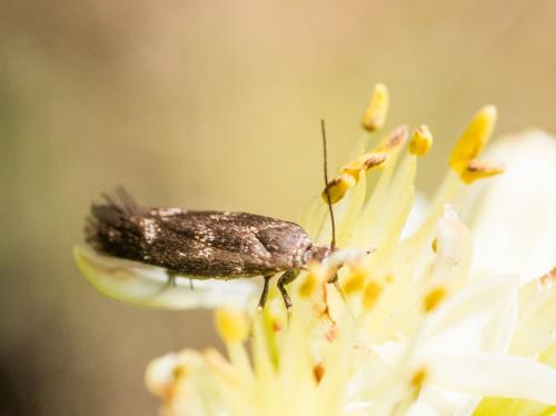 Réf. 187 647 : Scythris sp.