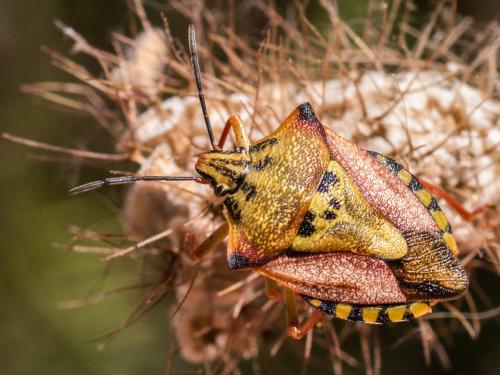 Carpocoris mediterraneus atlanticus