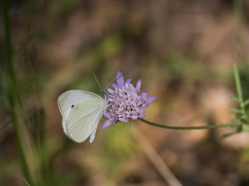 Pieris rapae