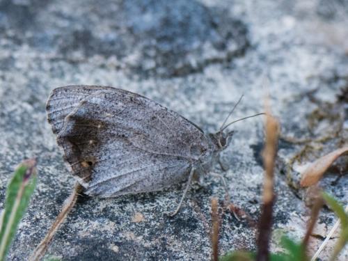 Réf. 187 768 : Hipparchia statilinus