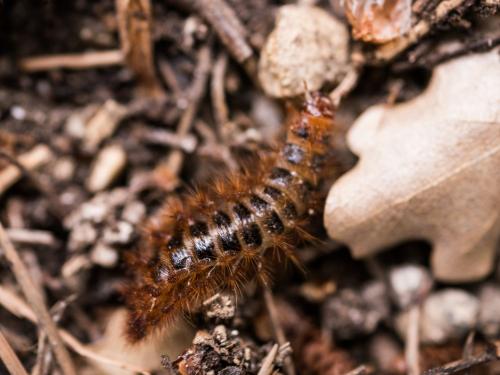 Drilus flavescens