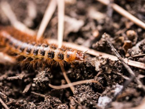 Drilus flavescens
