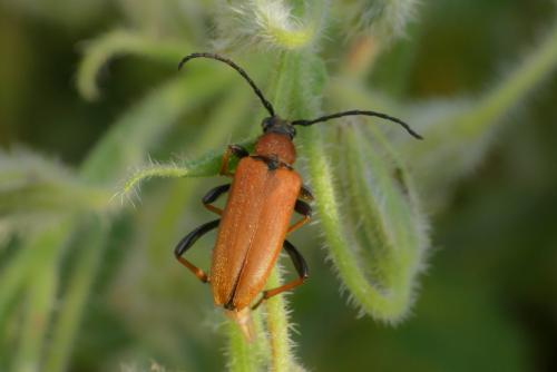 Stictoleptura rubra