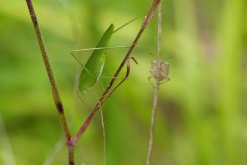 Phaneroptera sp.