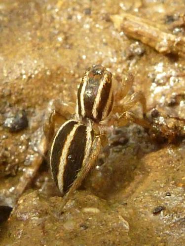 Phlegra bresnieri