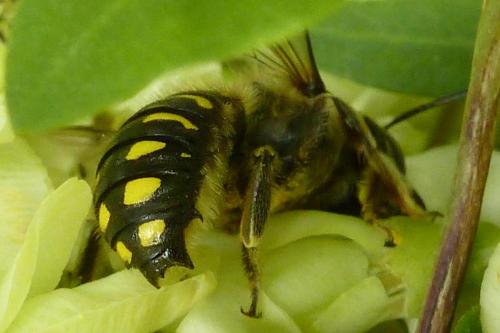Anthidium septemspinosum