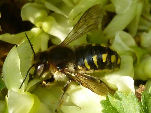 Anthidium septemspinosum