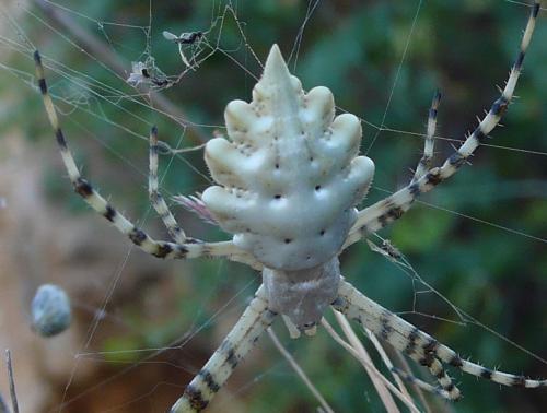 Argiope lobata