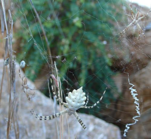 Argiope lobata