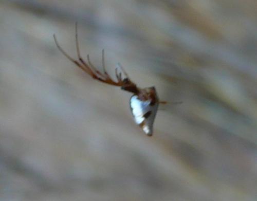Argyrodes argyrodes