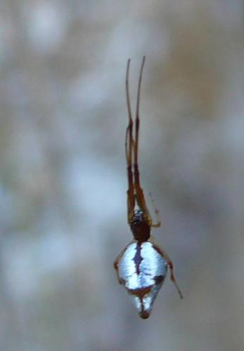Argyrodes argyrodes