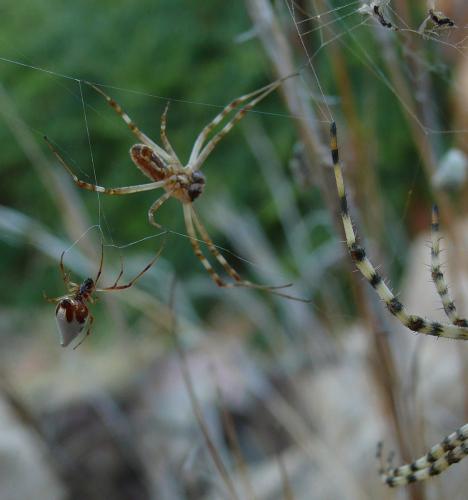 Argyrodes argyrodes