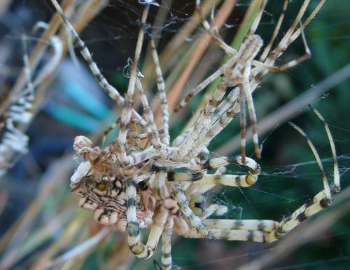 Réf. 187 147 : Argiope lobata