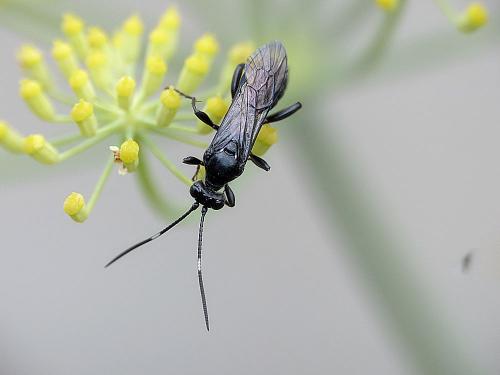 Réf. 187 143 : Ichneumoninae inconnu