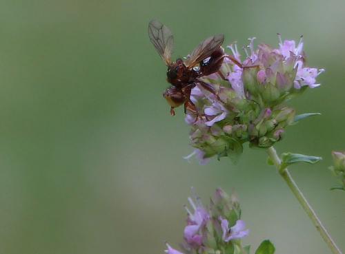 Sicus ferrugineus
