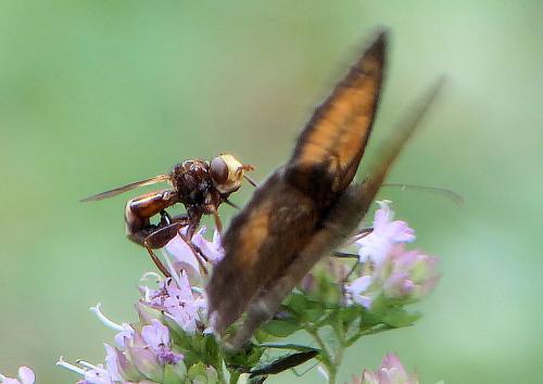 Réf. 187 388 : Sicus ferrugineus