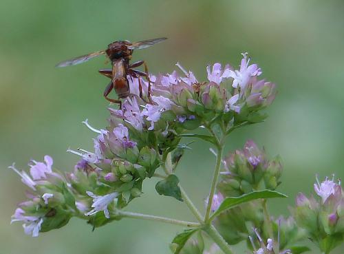 Sicus ferrugineus