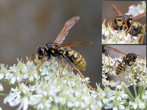 Polistes dominula