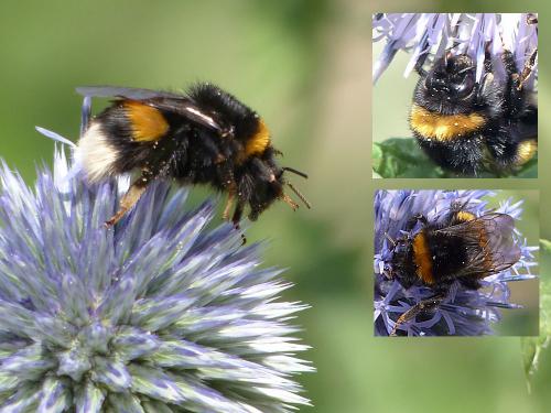 Bombus sp.