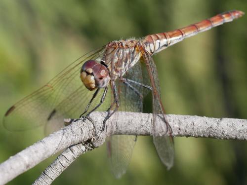 Trithemis annulata
