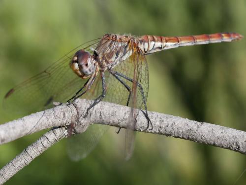 Trithemis annulata
