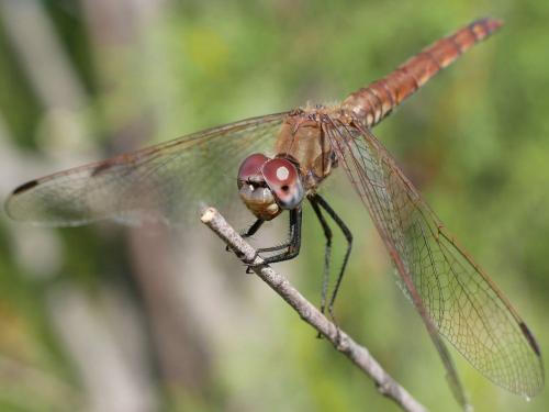 Trithemis annulata
