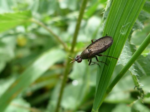 Réf. 187 934 : Coremacera marginata
